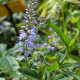 VERONICA longifolia 'Zoé'