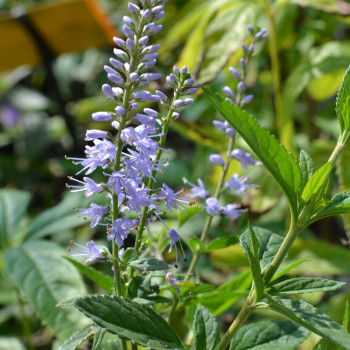 VERONICA longifolia &#039;Zoé&#039;