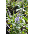 VERONICA longifolia 'Zo&eacute;'