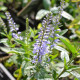 VERONICA longifolia 'Zoé'