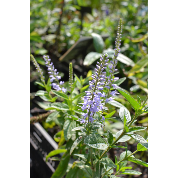 VERONICA longifolia 'Zo&eacute;'