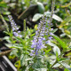 VERONICA longifolia 'Zoé'