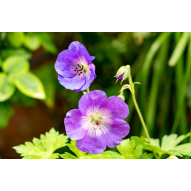 GERANIUM himalayense