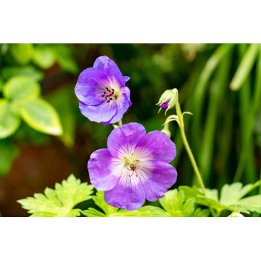 GERANIUM himalayense