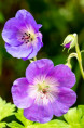 GERANIUM himalayense