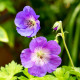 GERANIUM himalayense