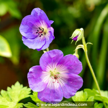 GERANIUM himalayense