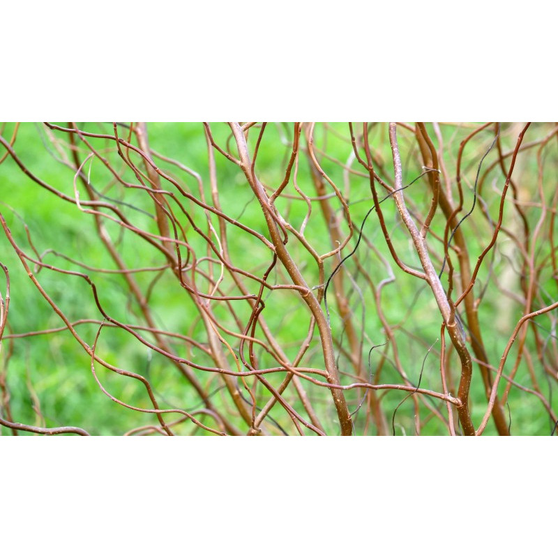 SALIX tortuosa 'Chocolat'