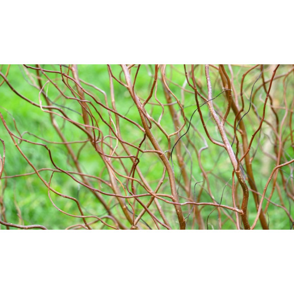 SALIX tortuosa 'Chocolat'