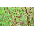 SALIX tortuosa 'Chocolat'