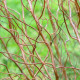SALIX tortuosa 'Chocolat'