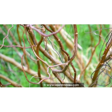 SALIX tortuosa \'Chocolat\'