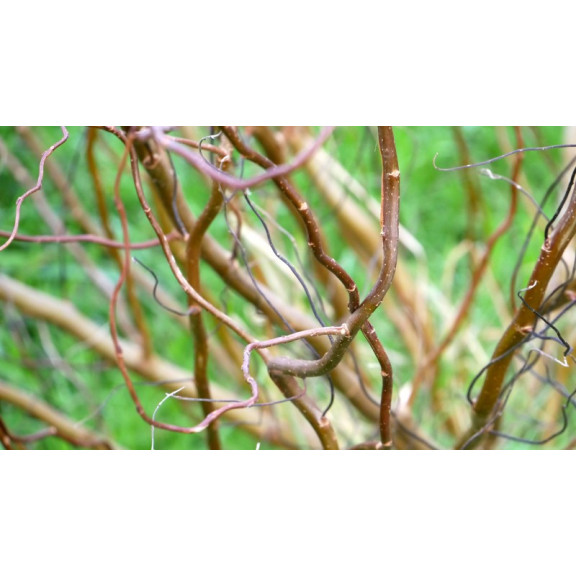 SALIX tortuosa 'Chocolat'
