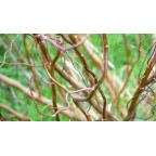 SALIX tortuosa 'Chocolat'