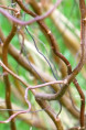 SALIX tortuosa 'Chocolat'