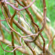 SALIX tortuosa 'Chocolat'