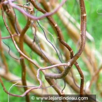 SALIX matsudana &#039;Chocolat&#039;