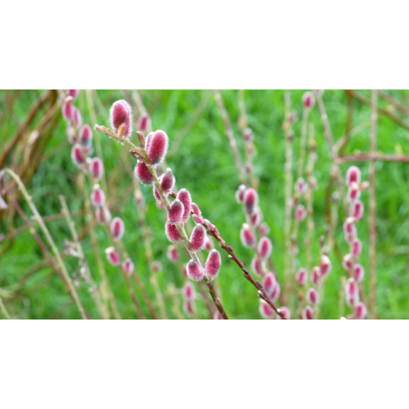SALIX chaenomeloides 'Mount Aso'