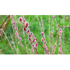 SALIX chaenomeloides 'Mount Aso'