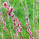 SALIX chaenomeloides 'Mount Aso'