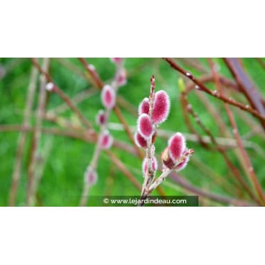 SALIX chaenomeloides \'Mount Aso\' - Saule &agrave; chatons rose