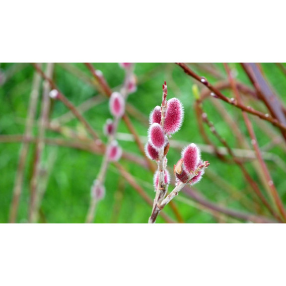 SALIX chaenomeloides 'Mount Aso'