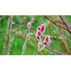 SALIX chaenomeloides 'Mount Aso'