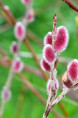 SALIX chaenomeloides 'Mount Aso'