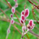 SALIX chaenomeloides 'Mount Aso'