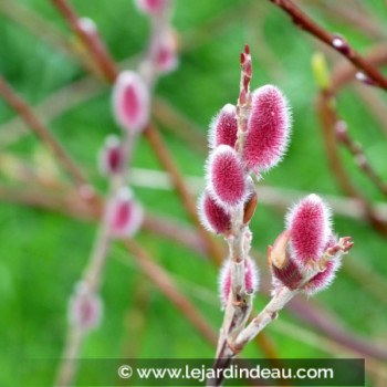 SALIX chaenomeloides &#039;Mount Aso&#039;