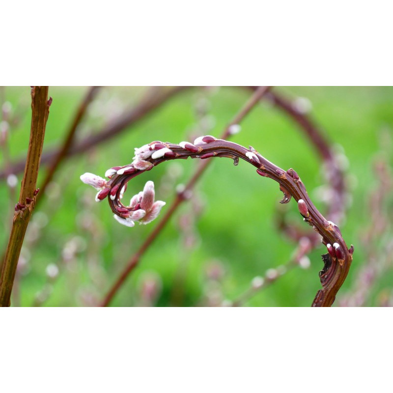 SALIX udensis 'Sekka'