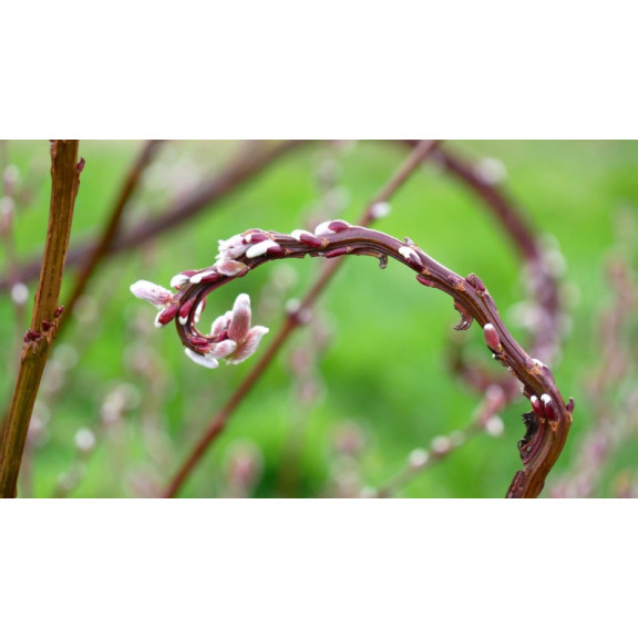 SALIX udensis 'Sekka'
