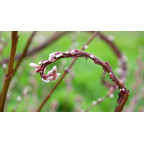 SALIX udensis 'Sekka'