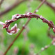 SALIX udensis 'Sekka'