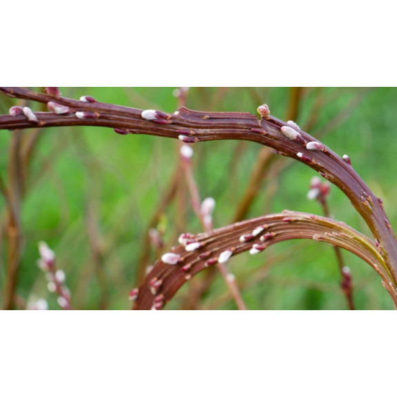 SALIX udensis 'Sekka'
