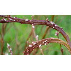 SALIX udensis 'Sekka'