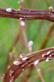 SALIX udensis 'Sekka'