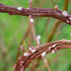 SALIX udensis 'Sekka'