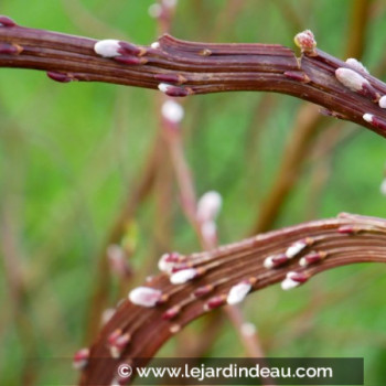 SALIX udensis &#039;Sekka&#039;