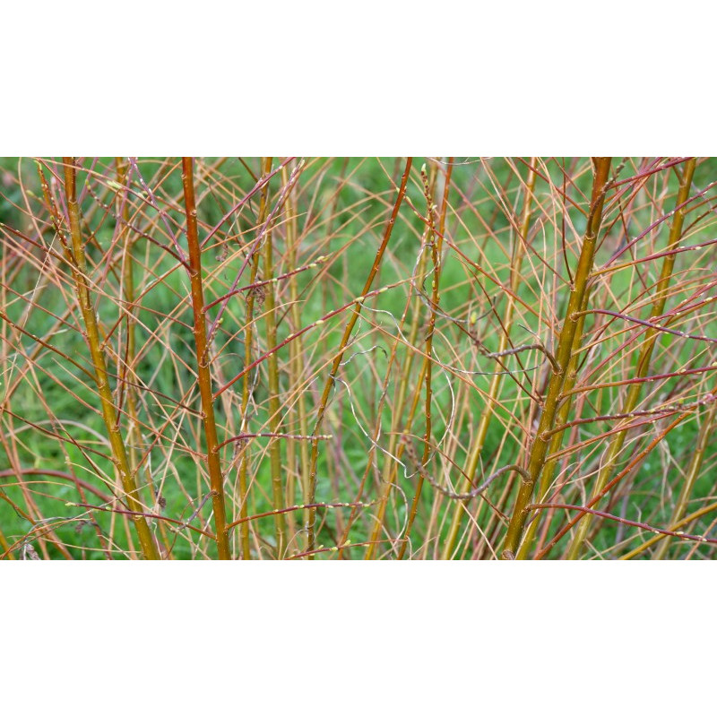 SALIX udensis 'Golden Sunshine'&reg;