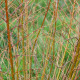SALIX udensis 'Golden Sunshine'®