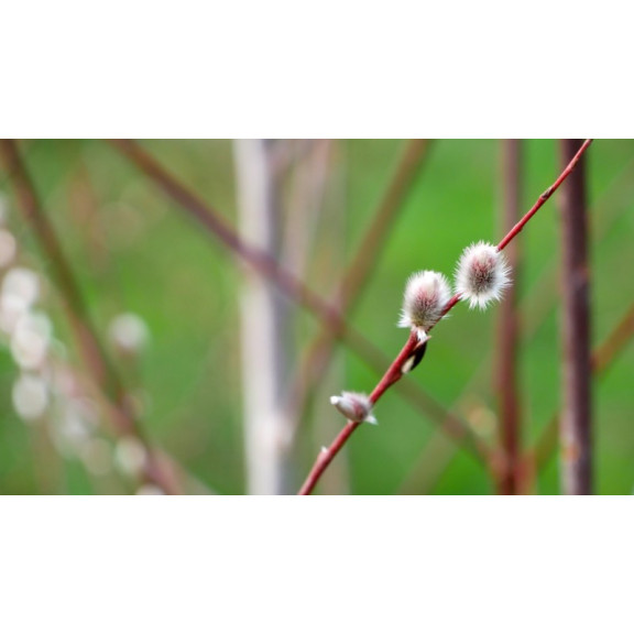 SALIX acutifolia 'Blue Streak'