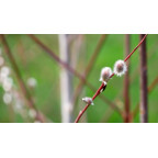 SALIX acutifolia 'Blue Streak'