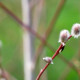 SALIX acutifolia 'Blue Streak'