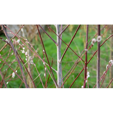 SALIX acutifolia \'Blue Streak\'