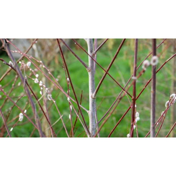 SALIX acutifolia 'Blue Streak'