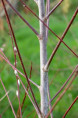 SALIX acutifolia 'Blue Streak'