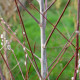 SALIX acutifolia 'Blue Streak'