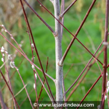 SALIX acutifolia &#039;Blue Streak&#039;