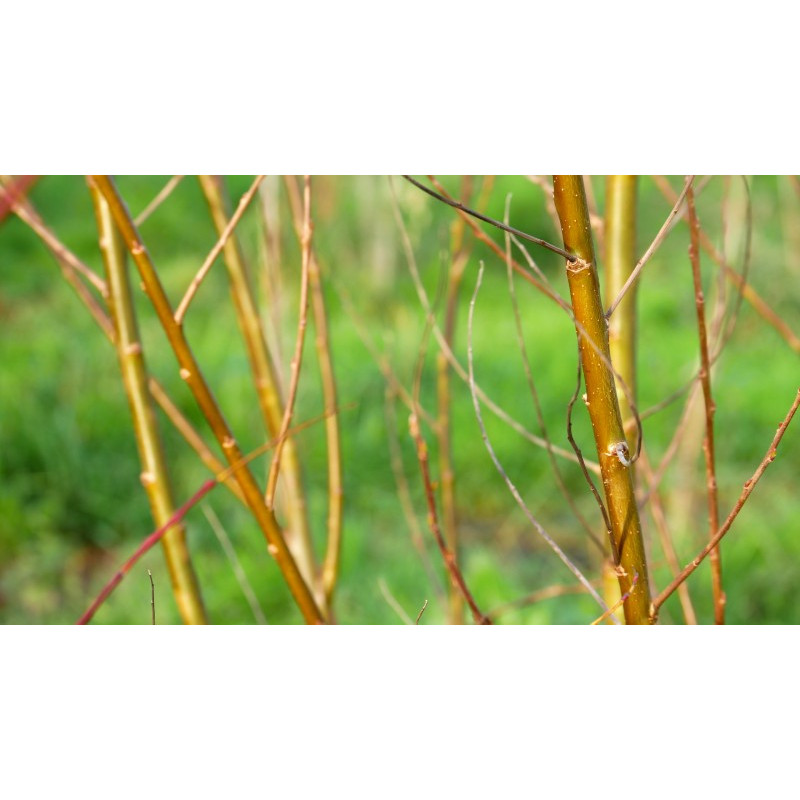 SALIX babylonica 'Crispa'